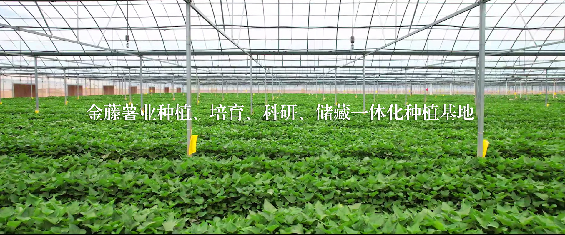 井下束管監(jiān)測(cè)系統(tǒng)